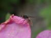 Phthiria sp.